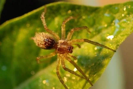 Image 2: spider photo